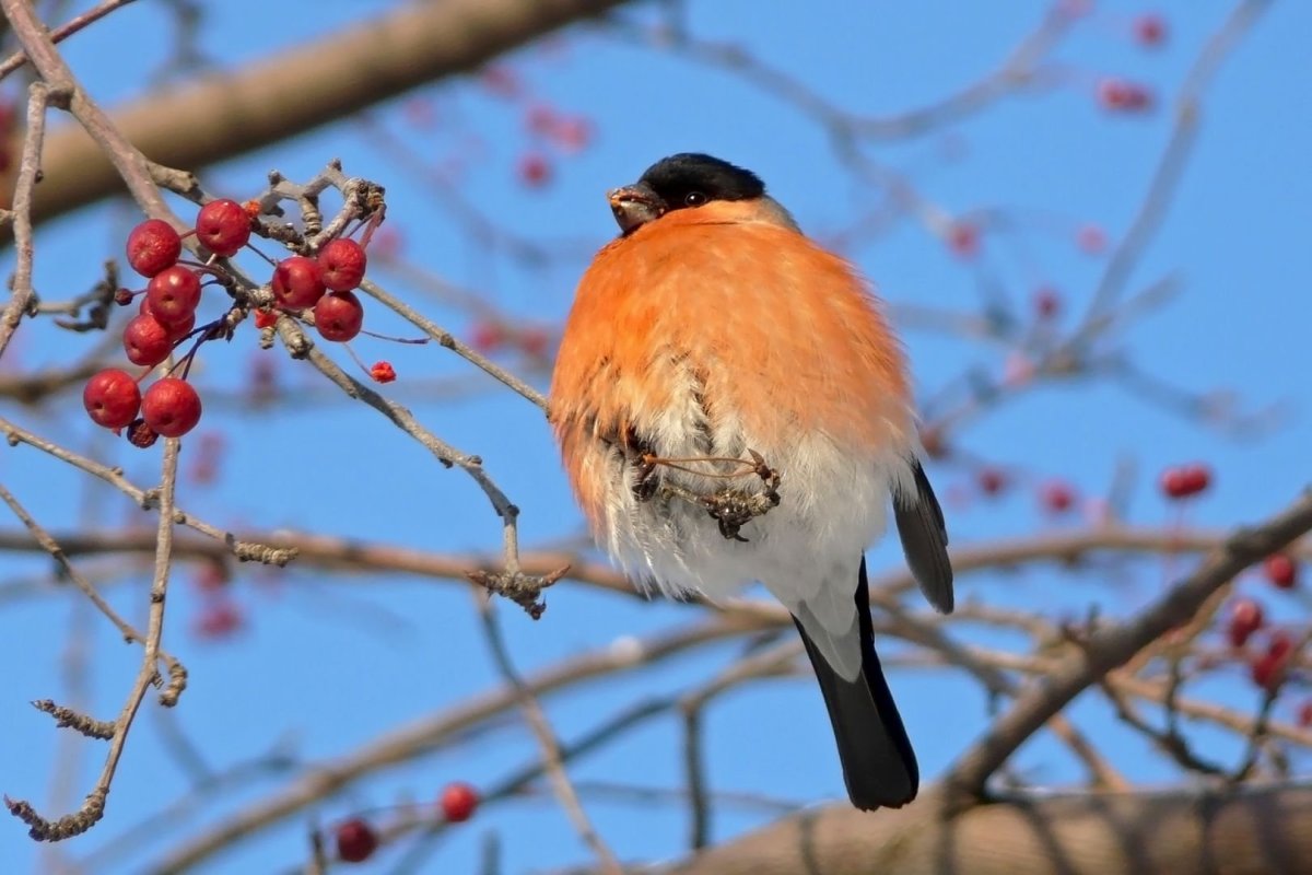 Зимние птицы России фото с названиями