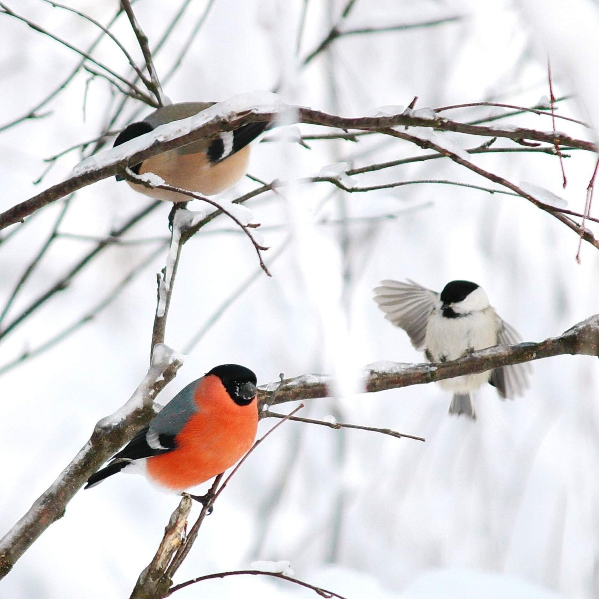 Птицы в Хакасии зимой