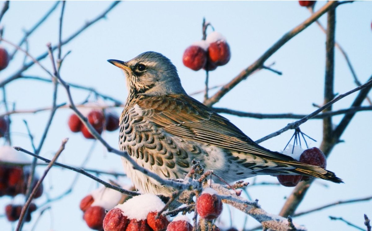 Молодой Дрозд рябинник