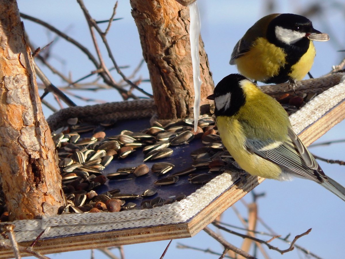 Синицы щеглы Снегири