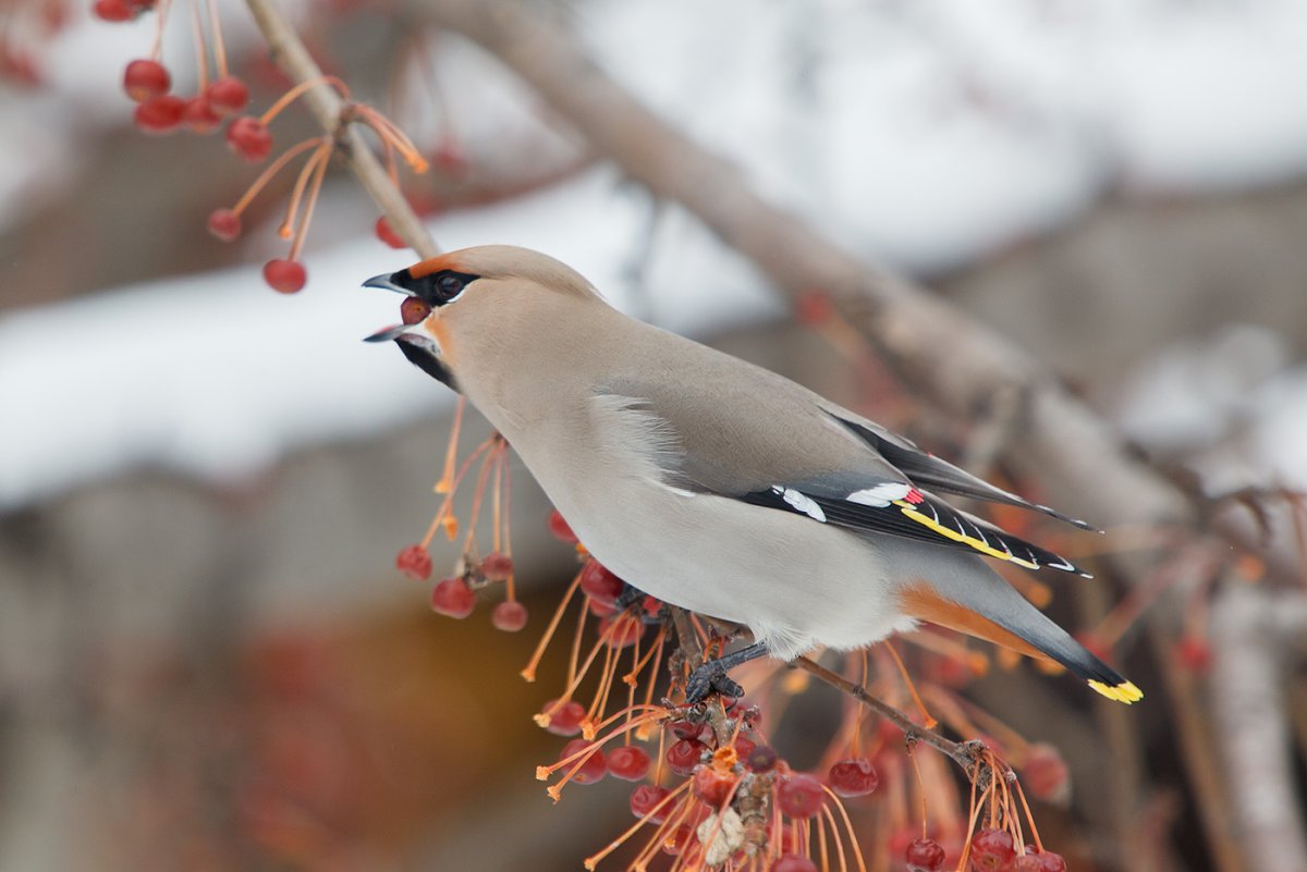 Хохлатая свиристель