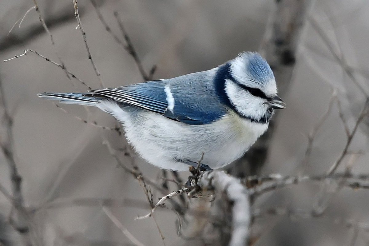 Птичка свиристель