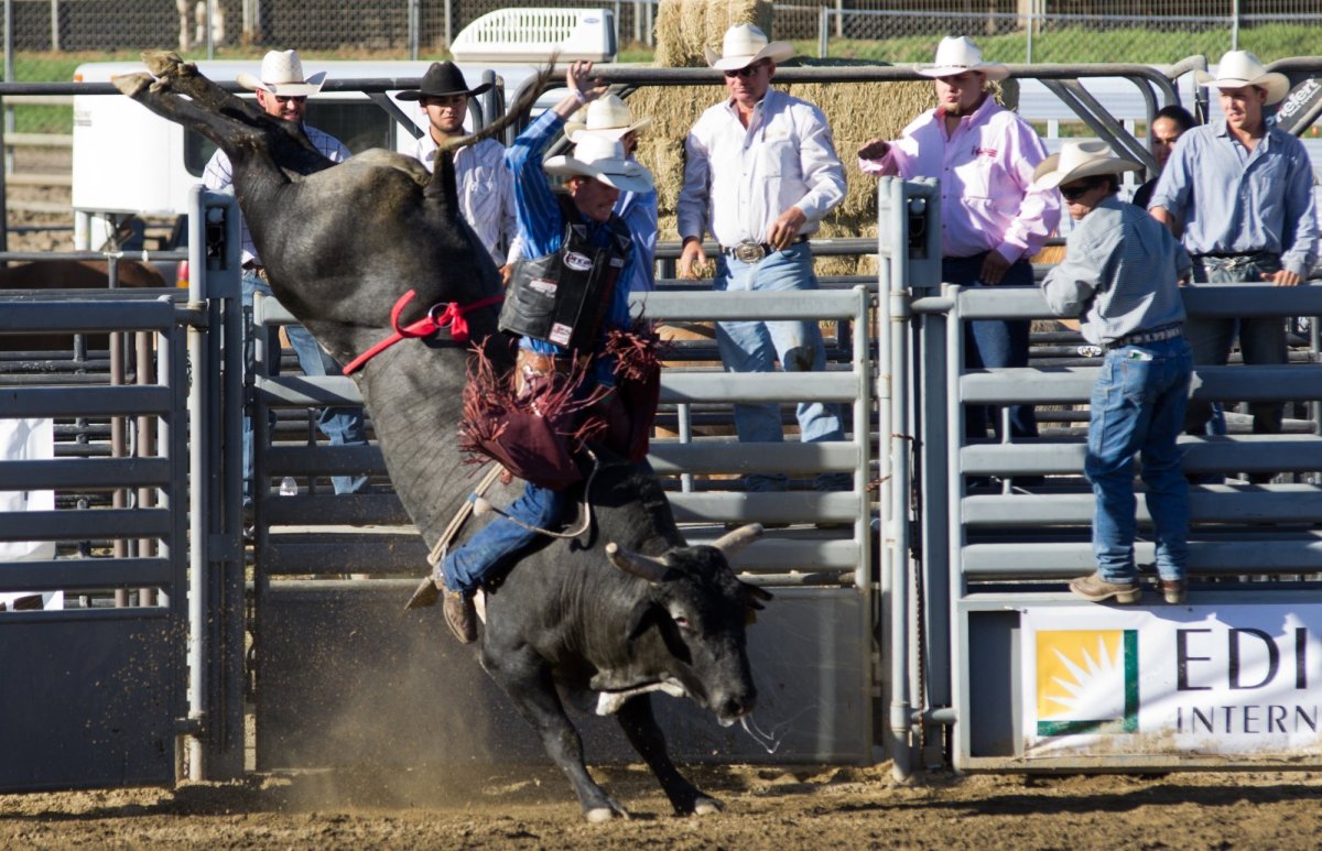 Школа молодых наездников Латвия