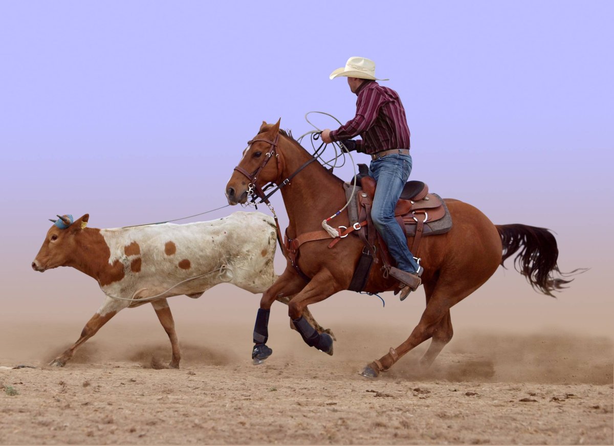 Родео лассо на коня снимок