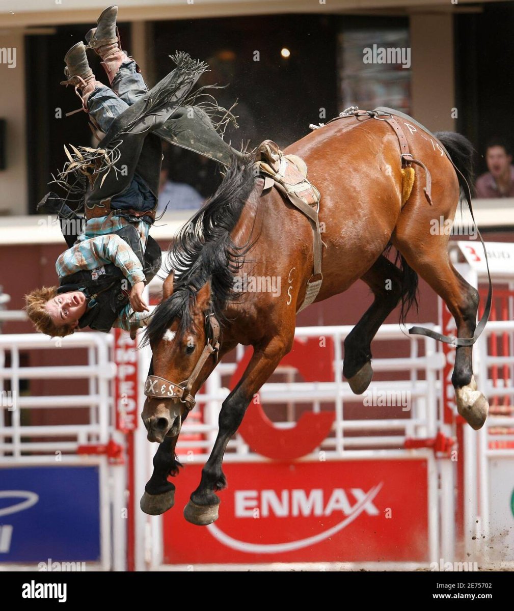 Stampede лошади