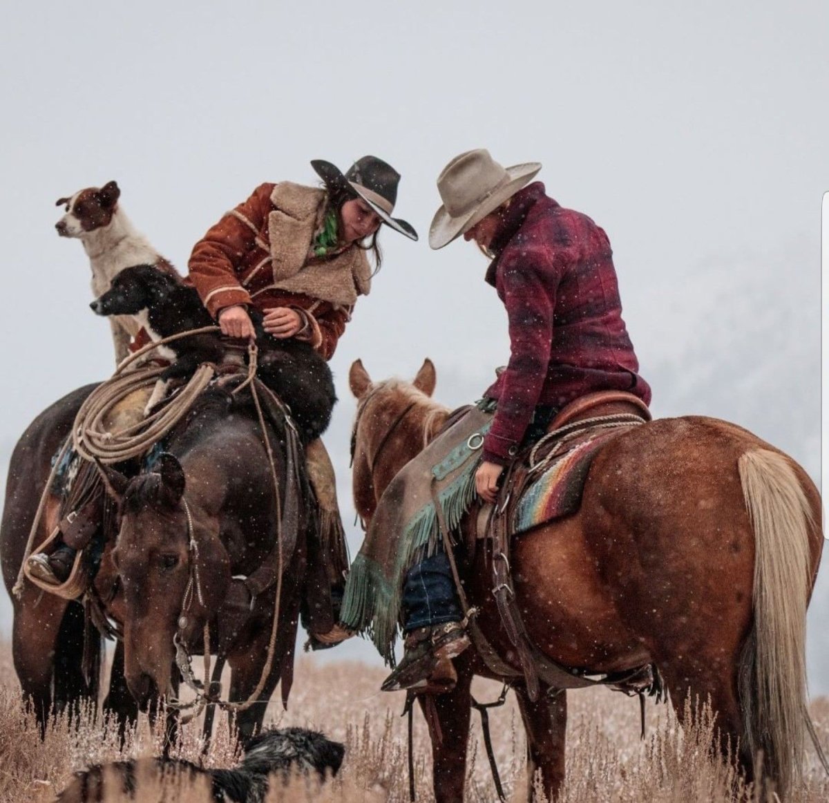 Родео (спорт)