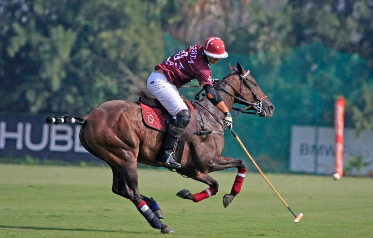 Ковбойская лошадь