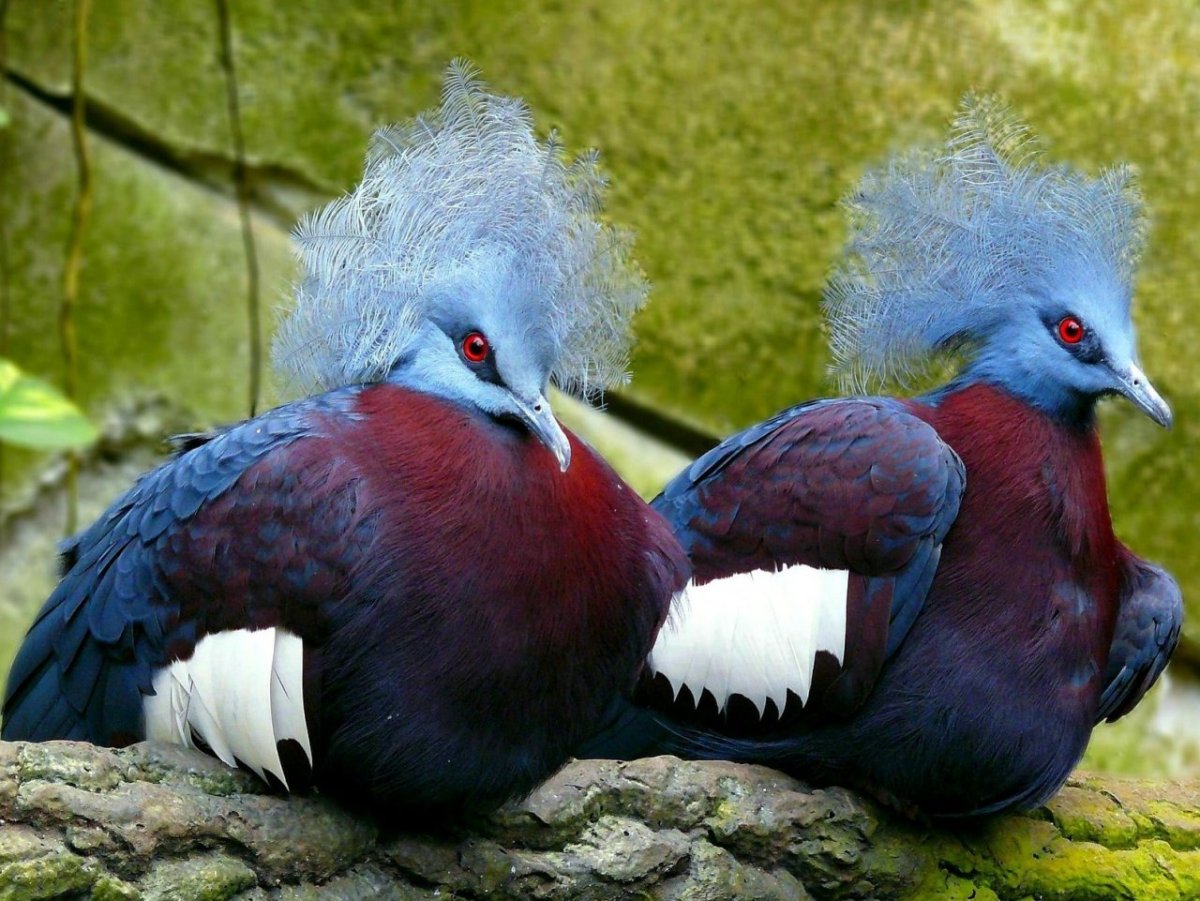 Разноцветные голуби