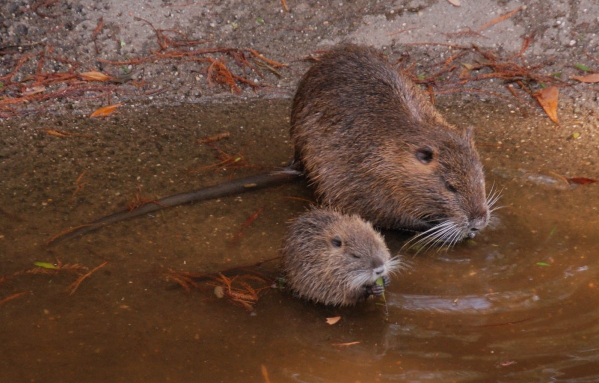 Ондатра детеныш