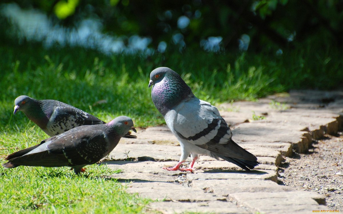 Сизый голубь самец