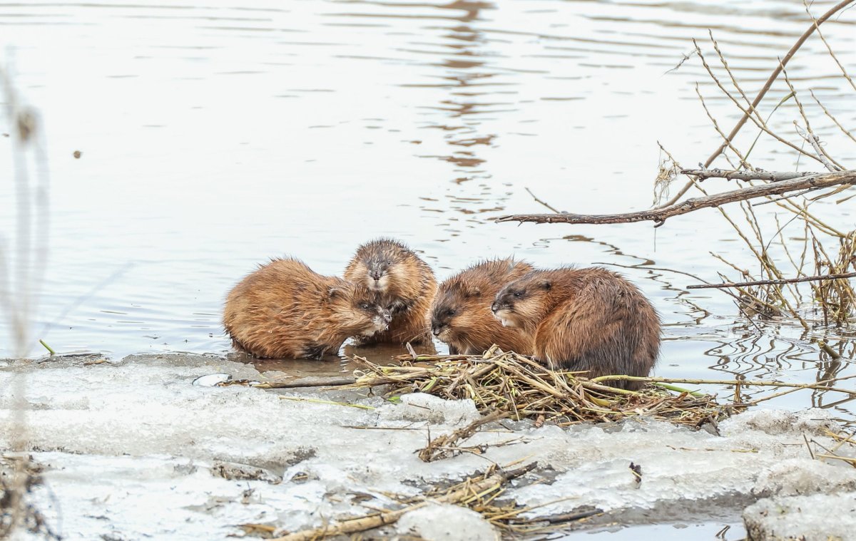 Ондатра детеныш