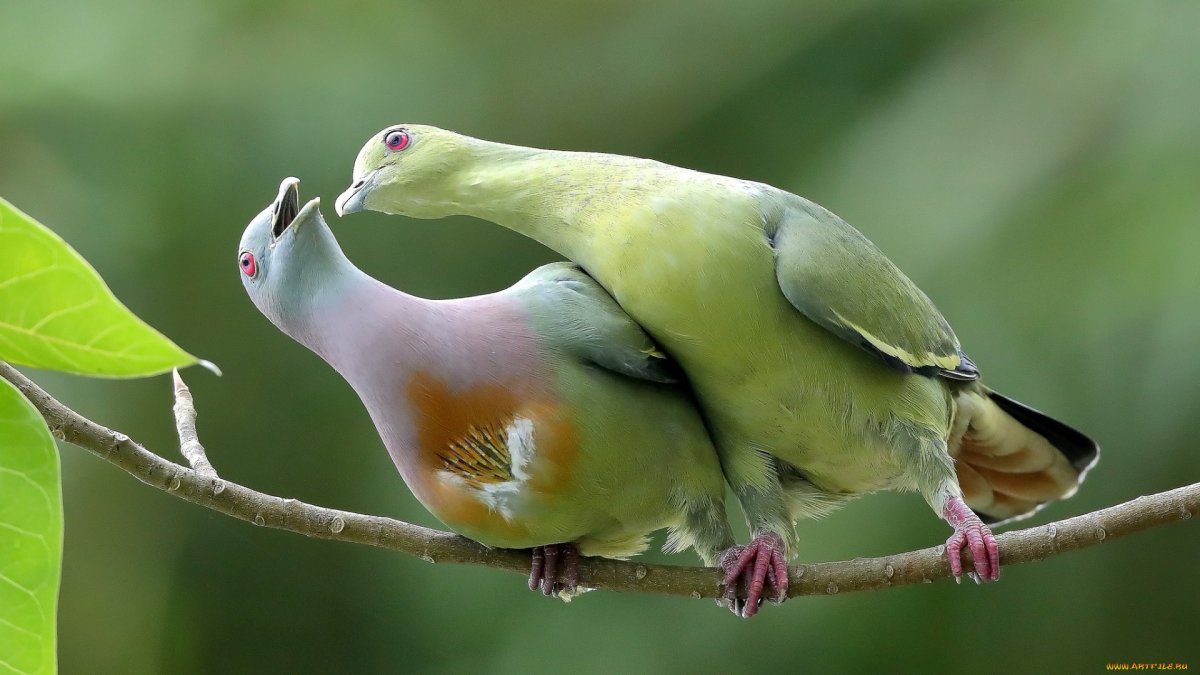 Сизый голубь самка