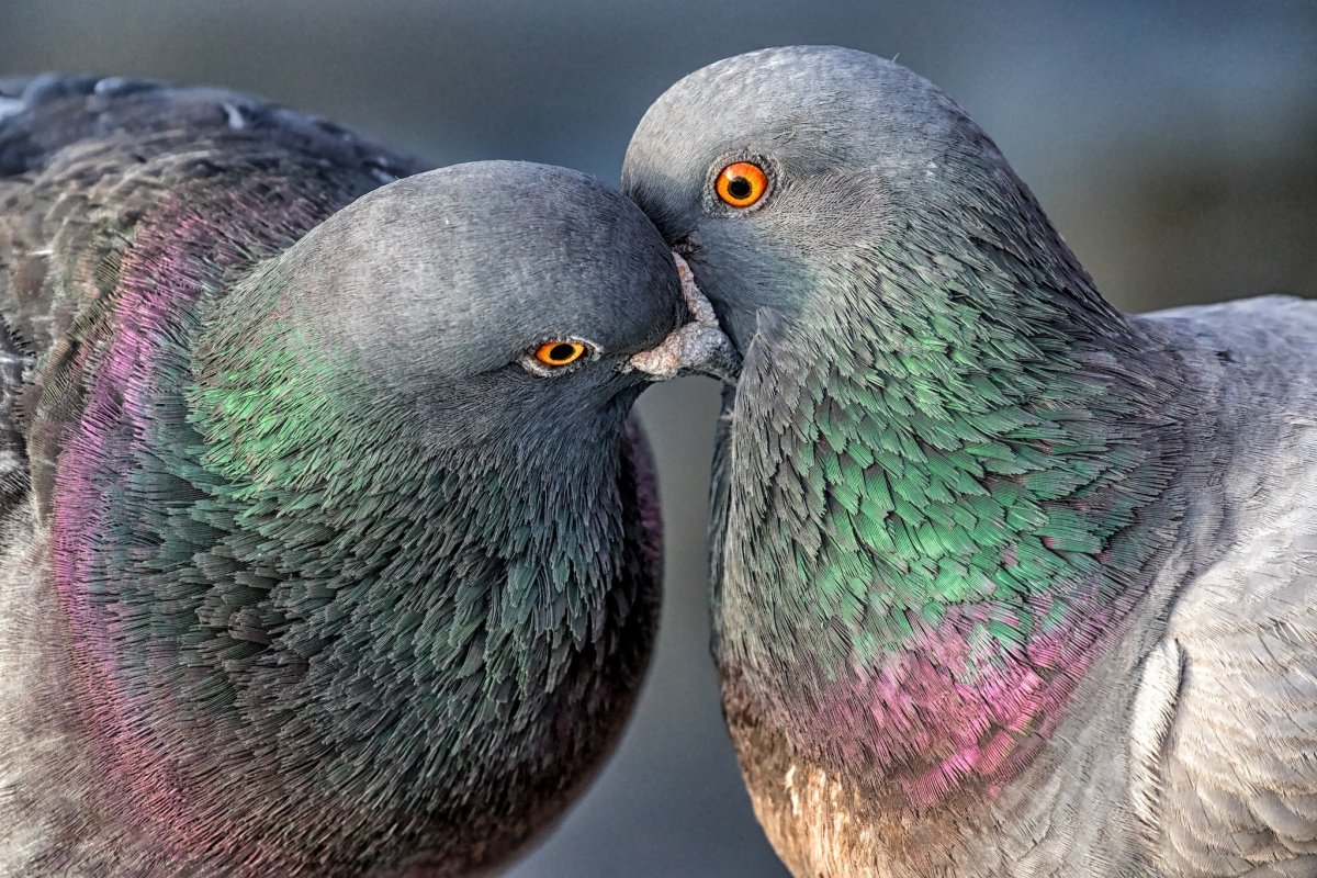 Горлицы воркуют