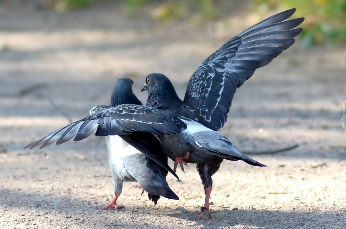 Голуби целуются