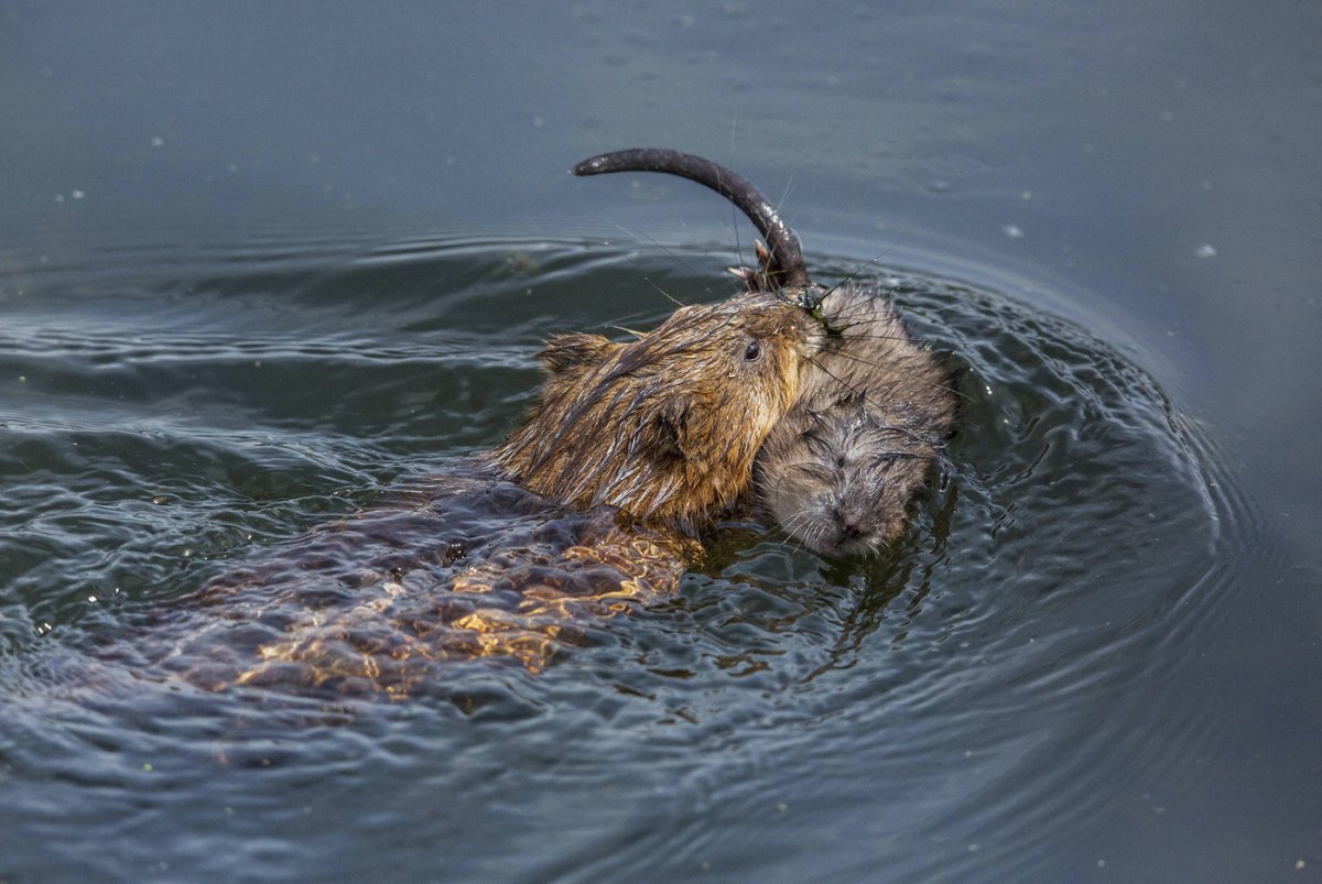 Ондатра Речная детеныш