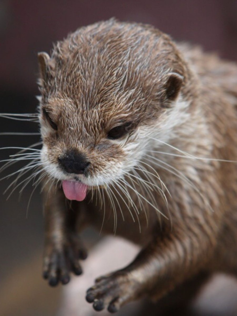 Выдра Речная маленькая