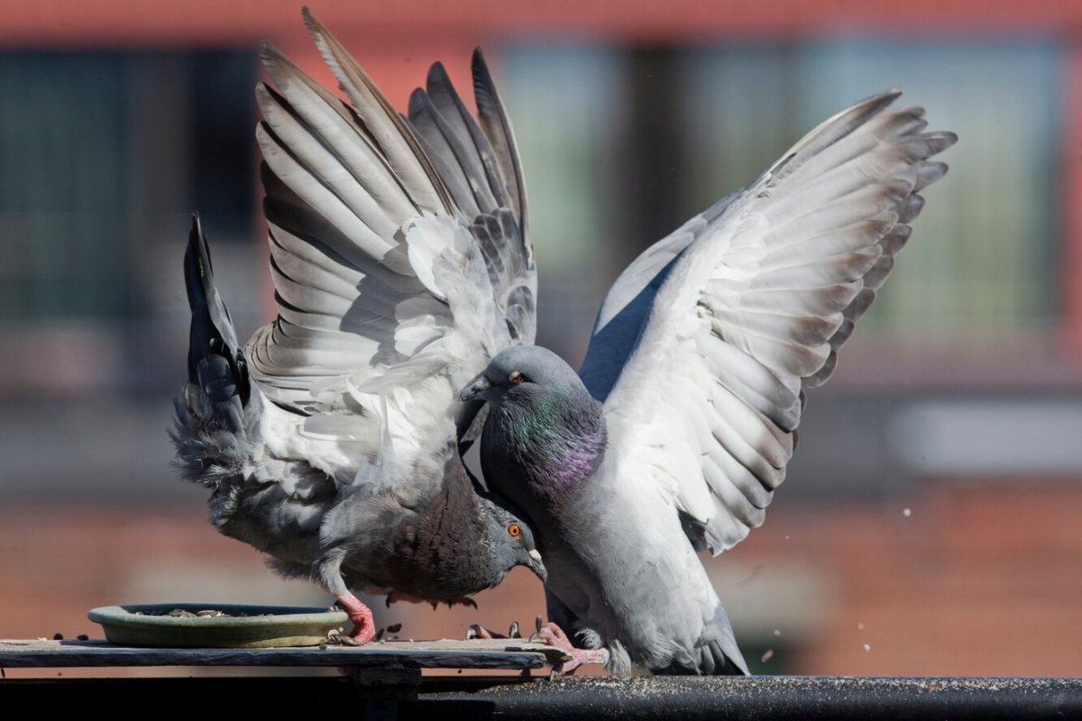 Крюковские голуби сизые