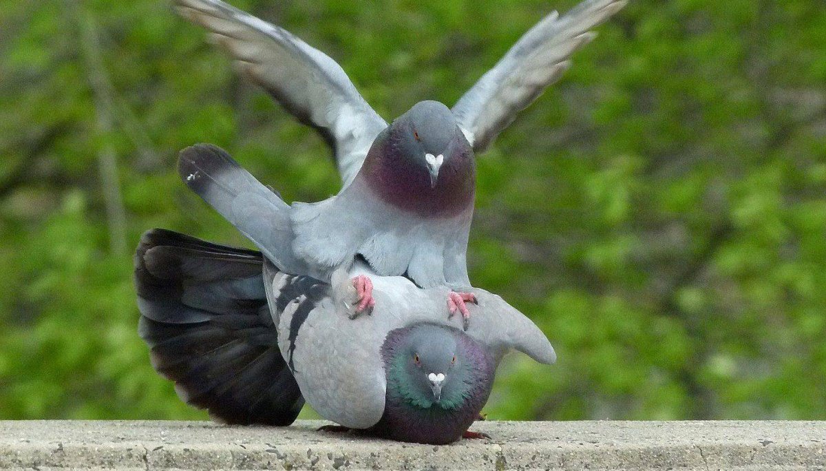 Влюбленные птицы