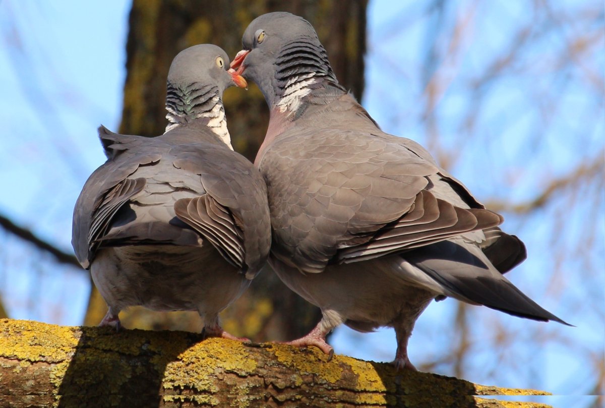 Самка голубя