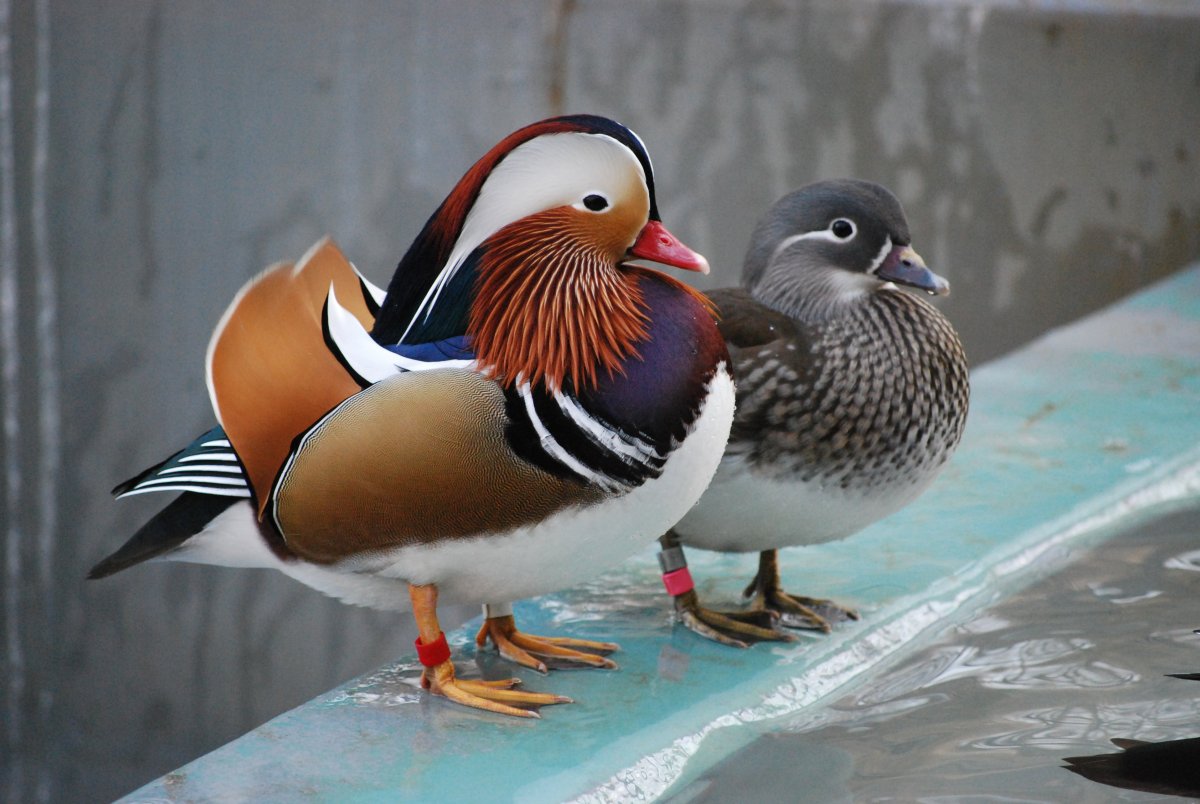 Как отличить голубя от голубки