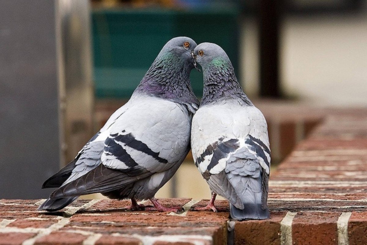 Голуби целуются