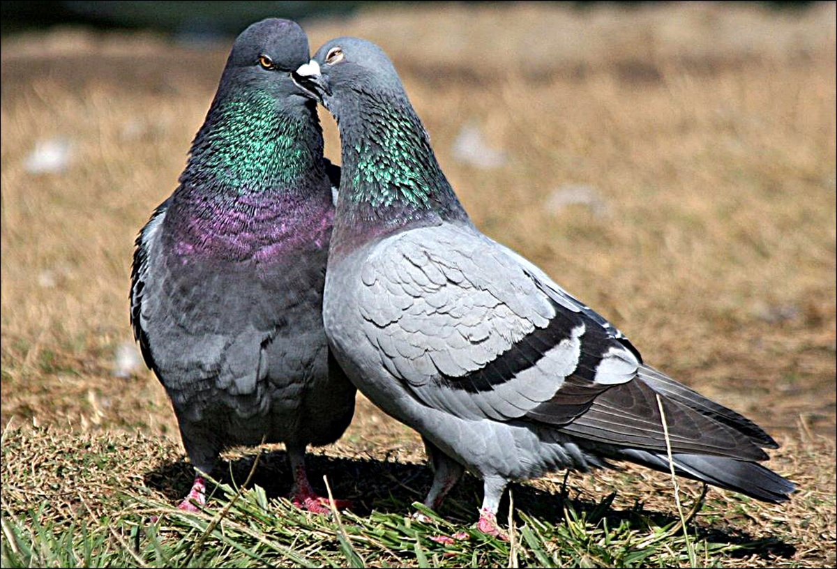 Совы целуются