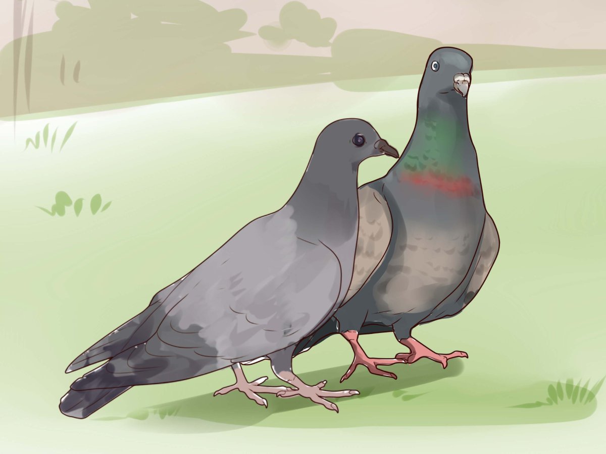 Жако попугаи самец и самка