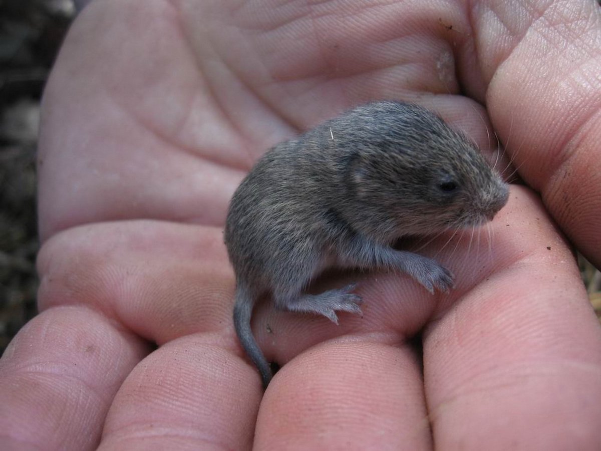 Мускусная крыса с детенышами