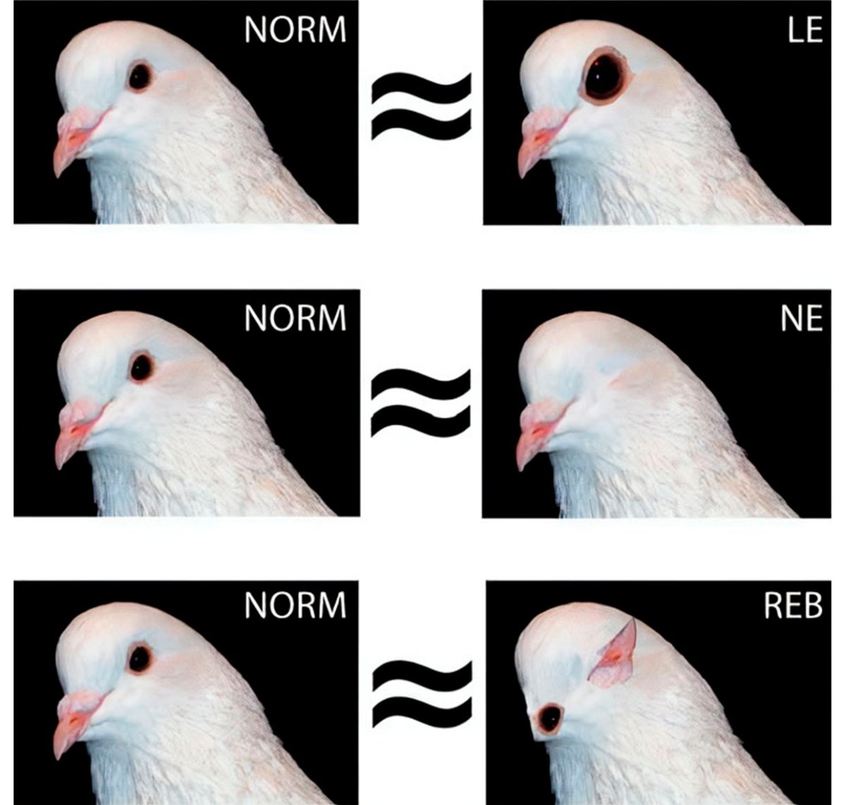 Дикие голуби Краснодарского края