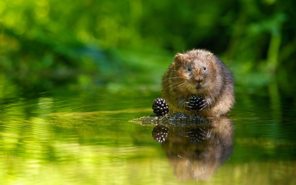 Водяная полёвка