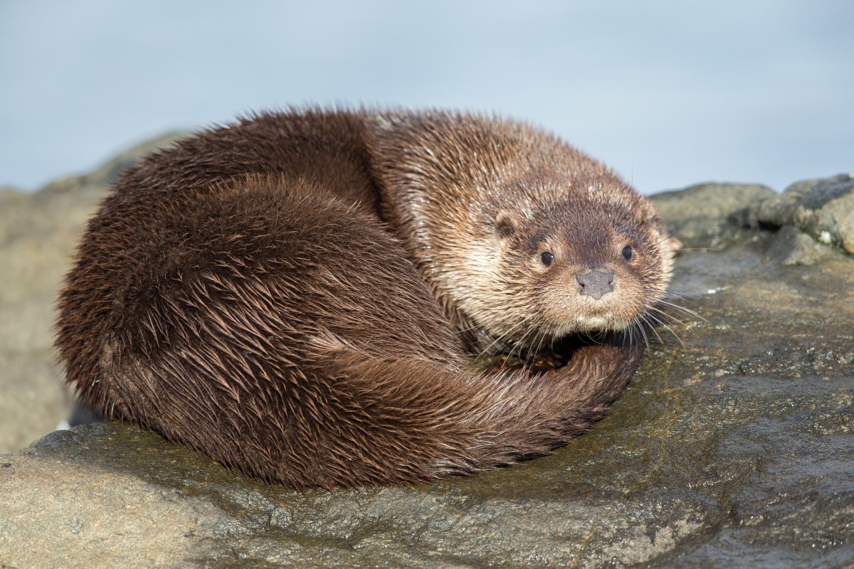 Речная выдра (Lutra Lutra)