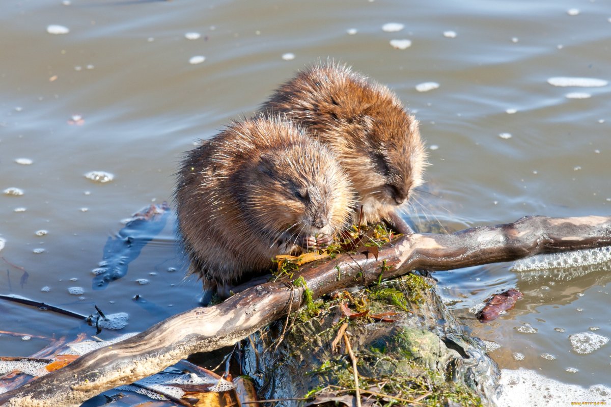 Бобр ондатра выдра