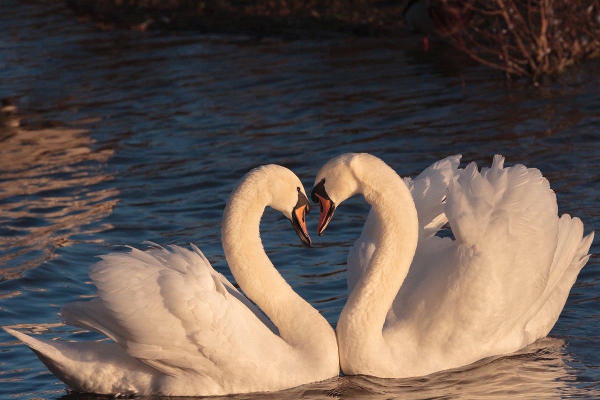 Голуби размножаются
