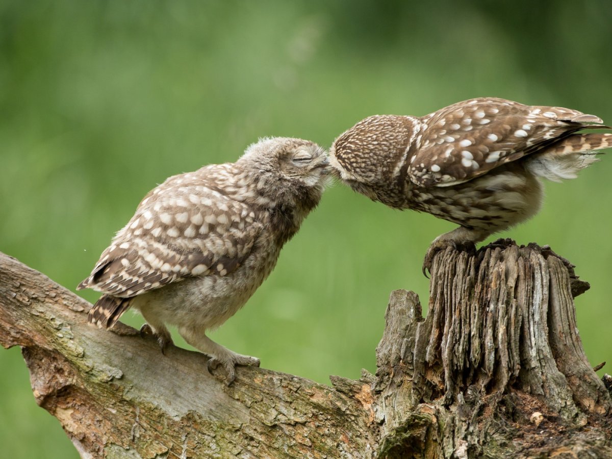 Сизый голубь самец