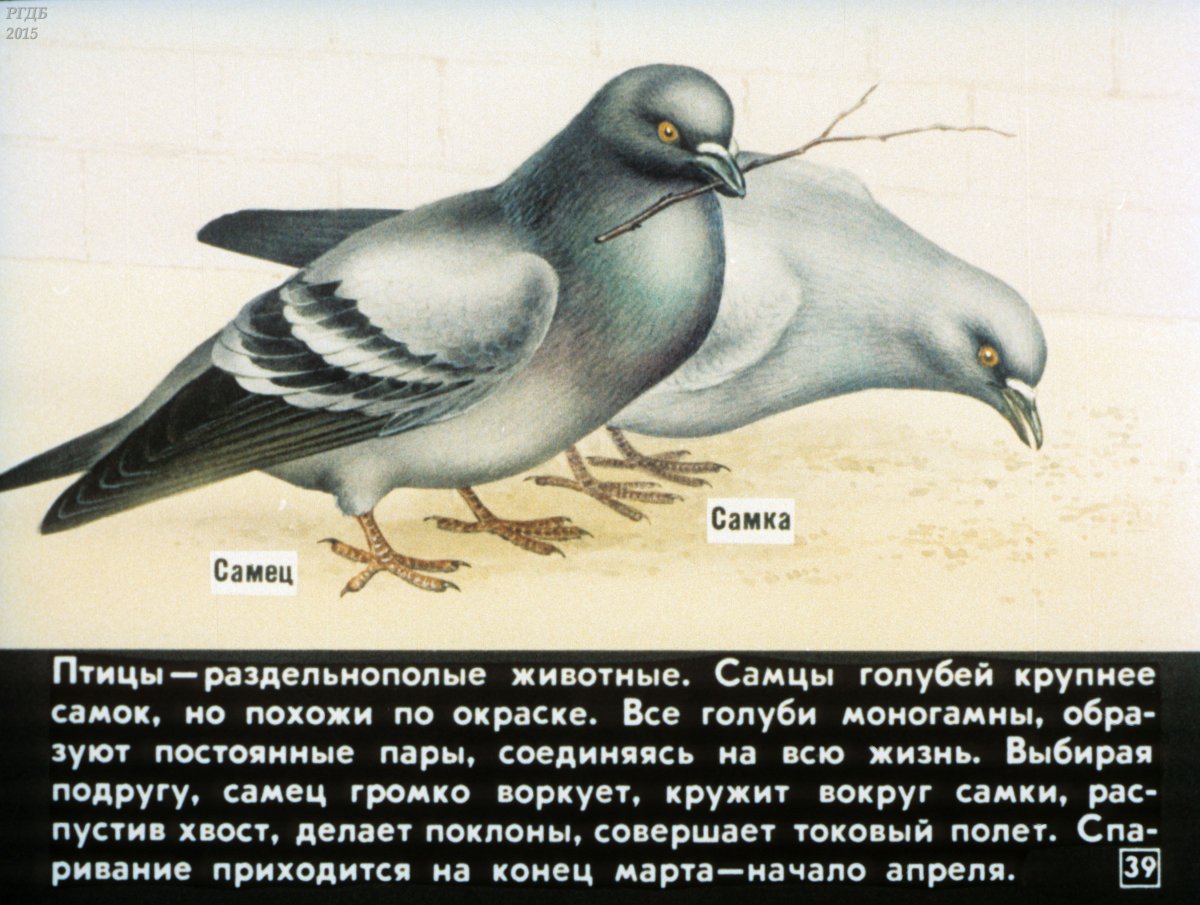 Голубь самец и самка