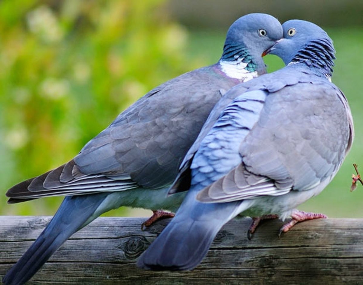 Дикий голубь Горлица