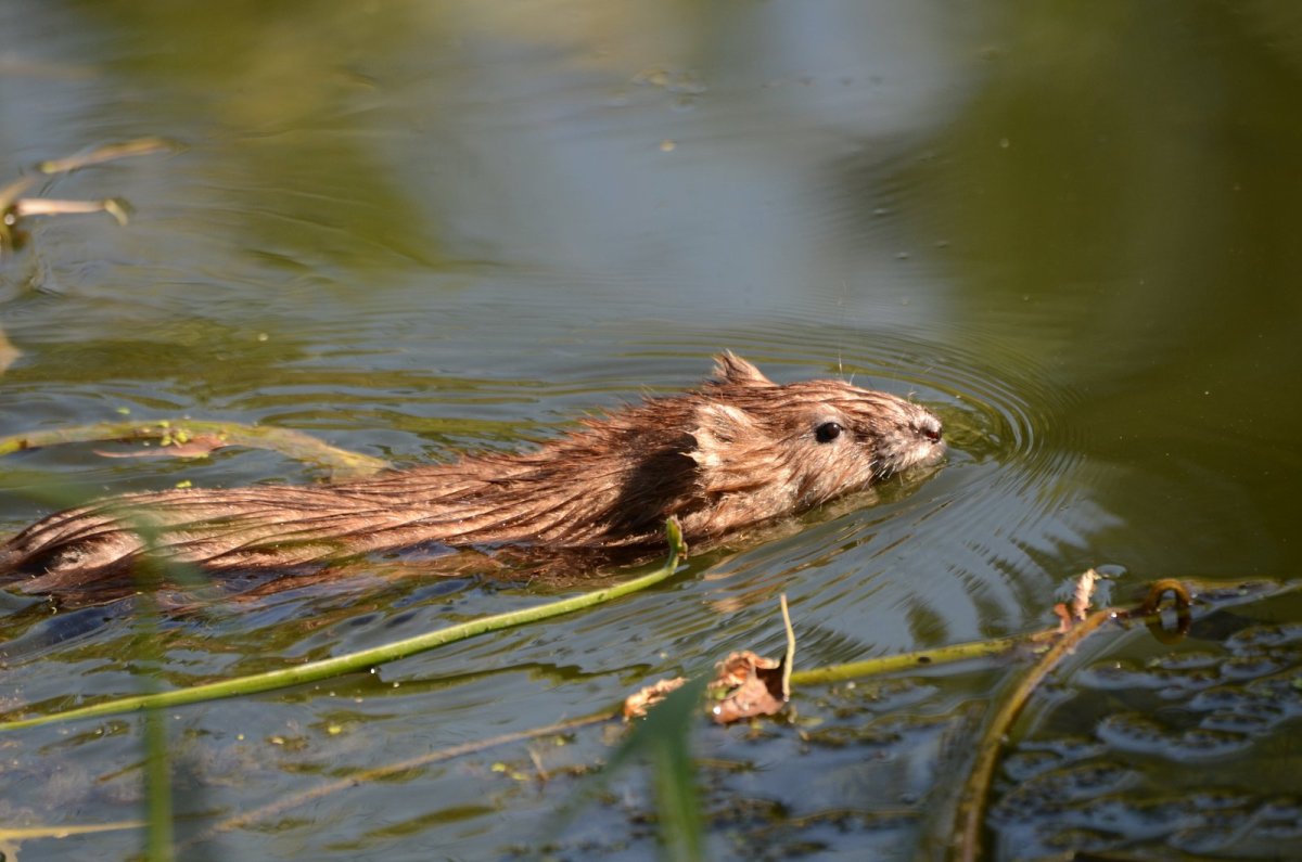 Ондатра детеныш