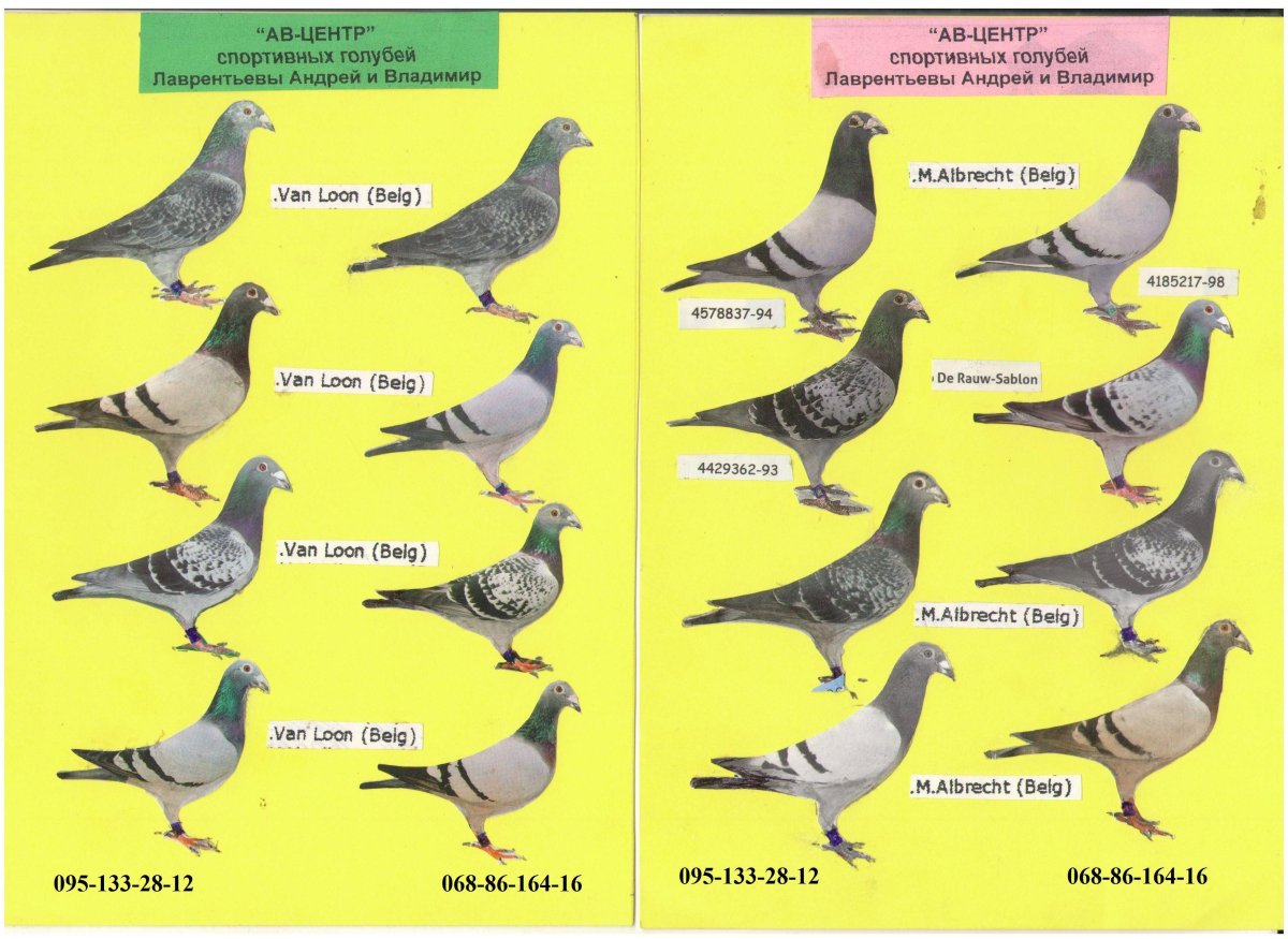 Ручной голубь