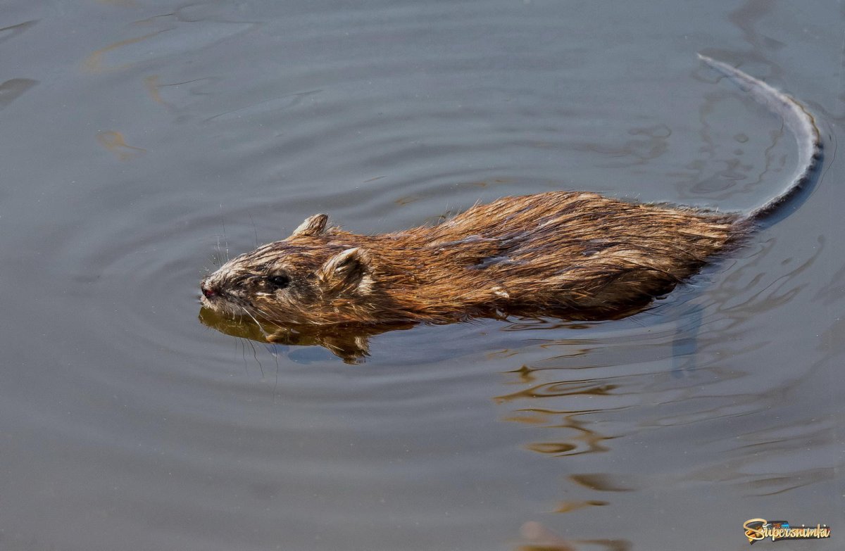 Ондатра детеныш