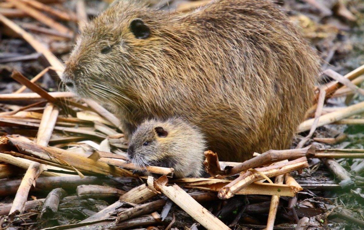 Нутрия Дикая