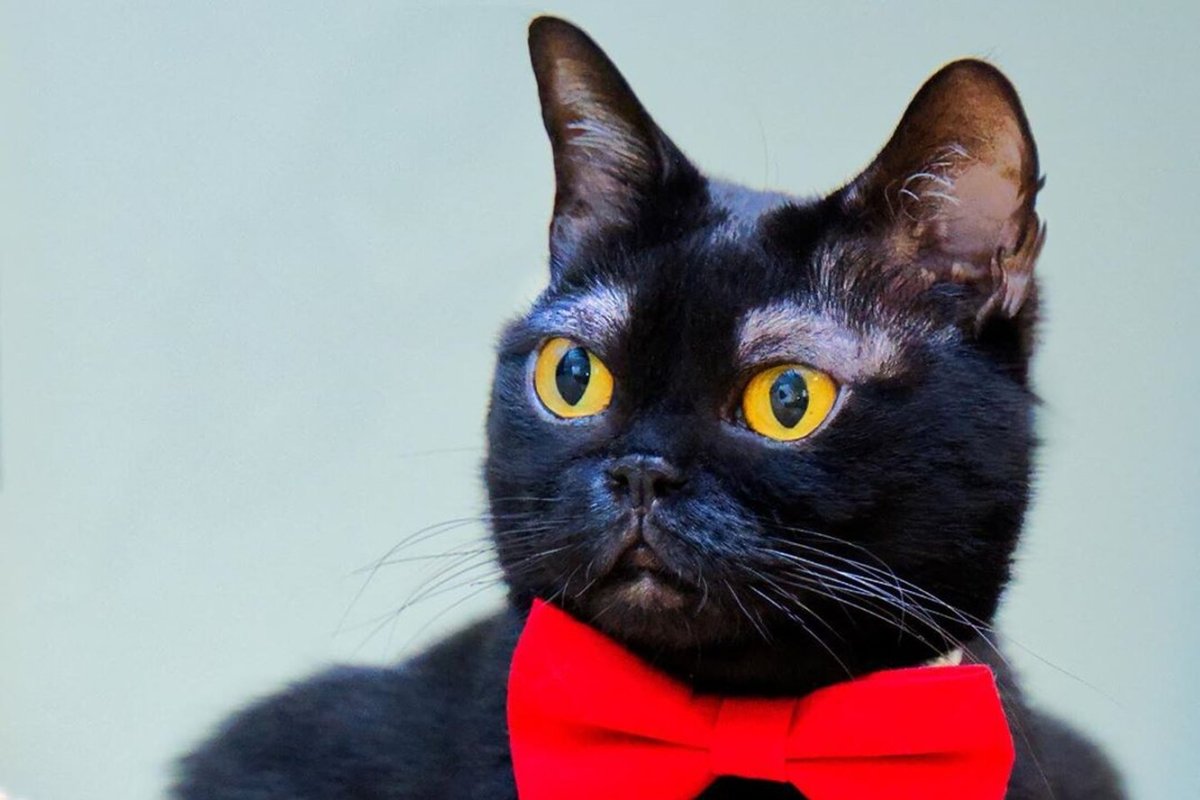 Корнелиус Корнбред