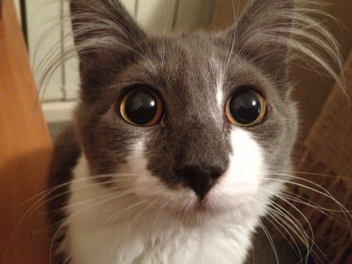 Коты с длинными бровями