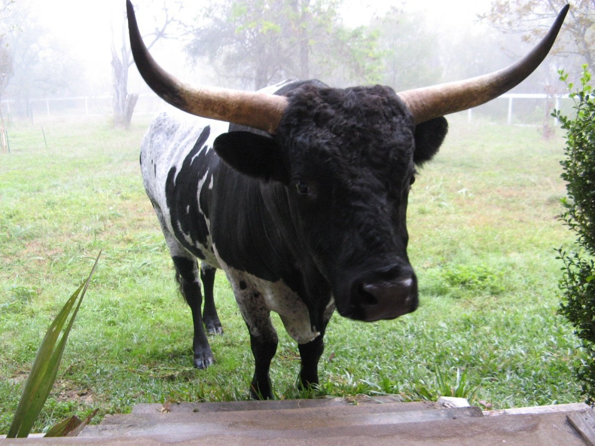Бык и корова черно-пестрой породы