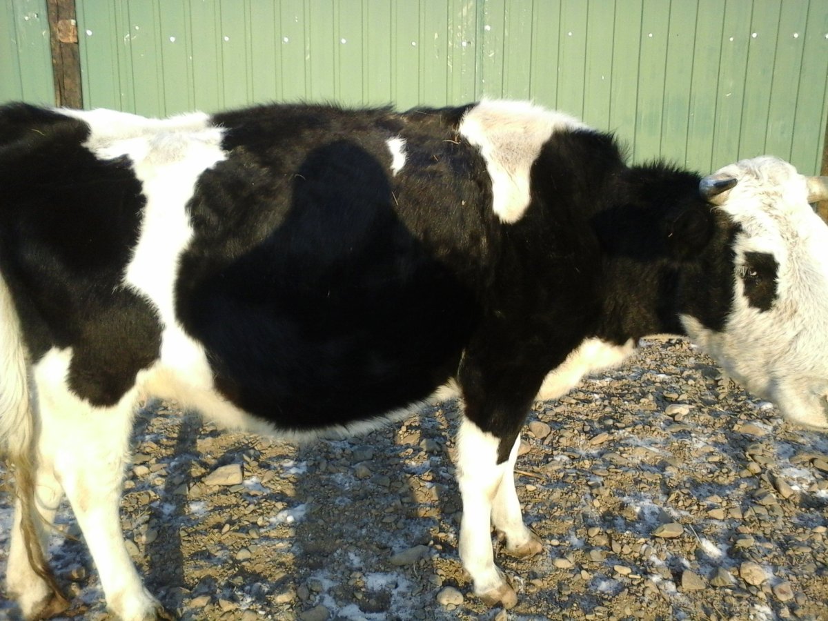 Корова черно-пестрой породы зимой