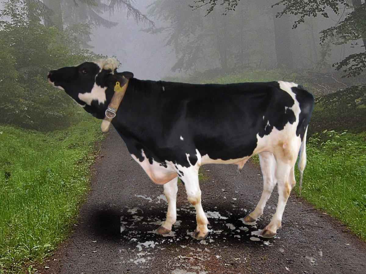 Черно пестрые бычки