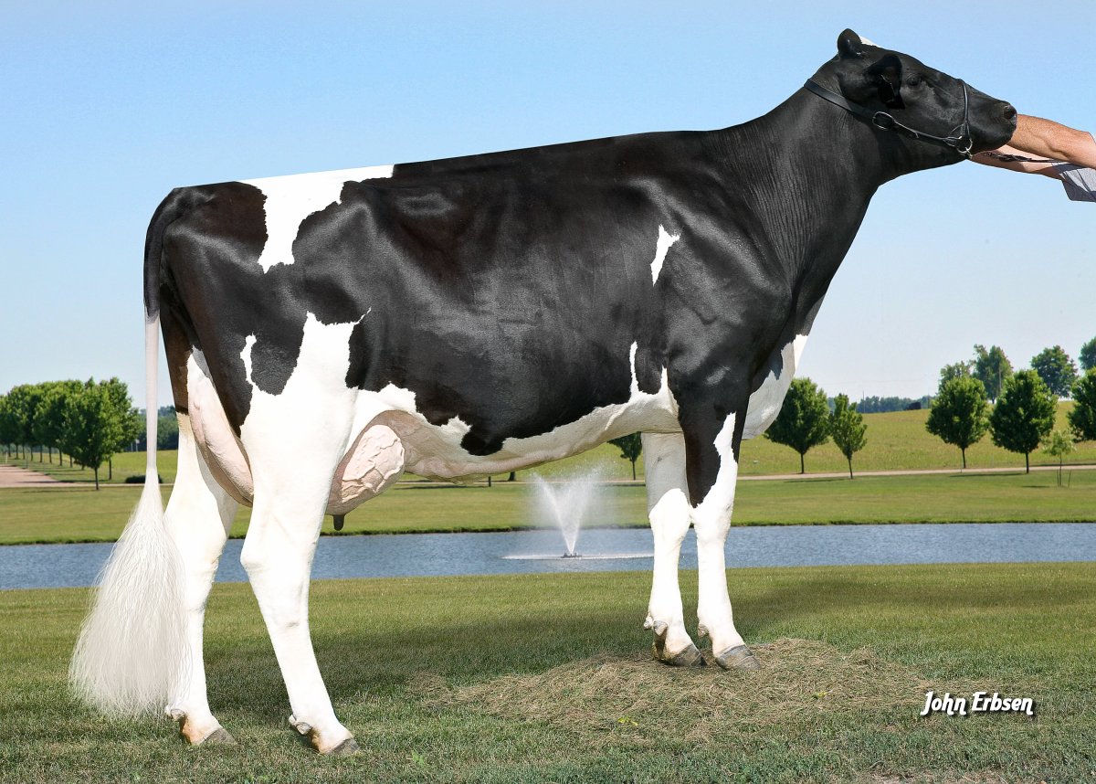 Голштино Фризская