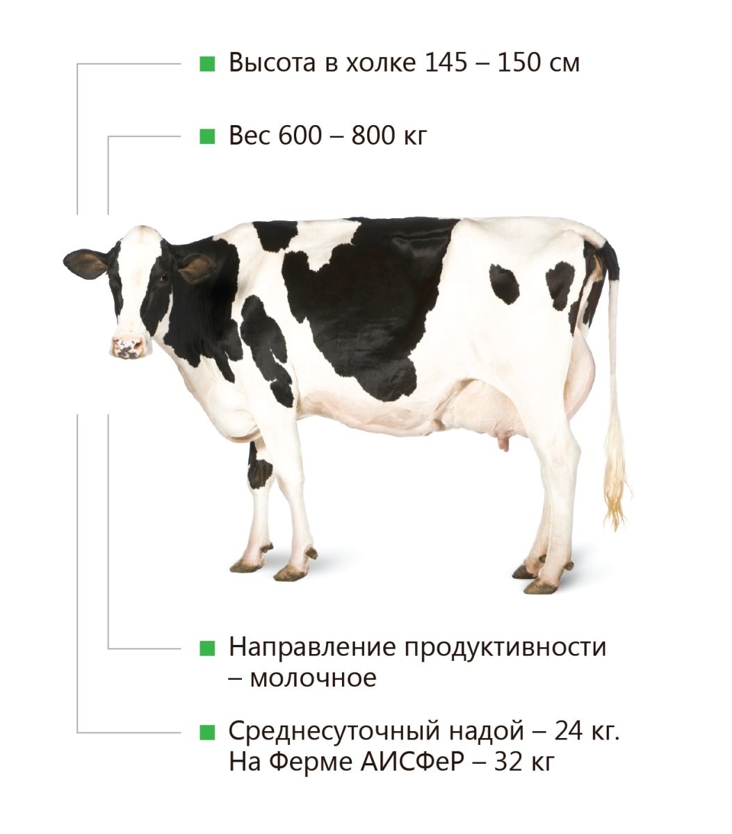 Голштинская порода коров характеристика