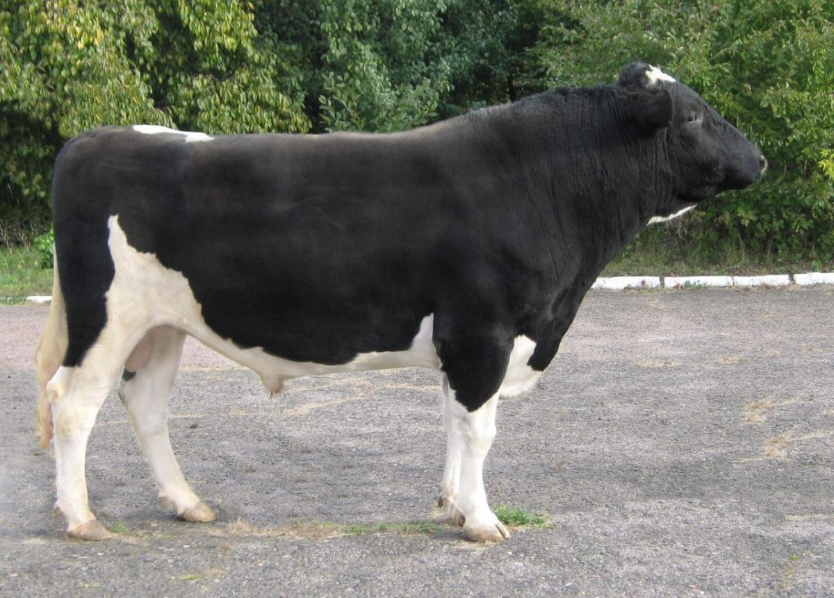 Бык голштинской породы