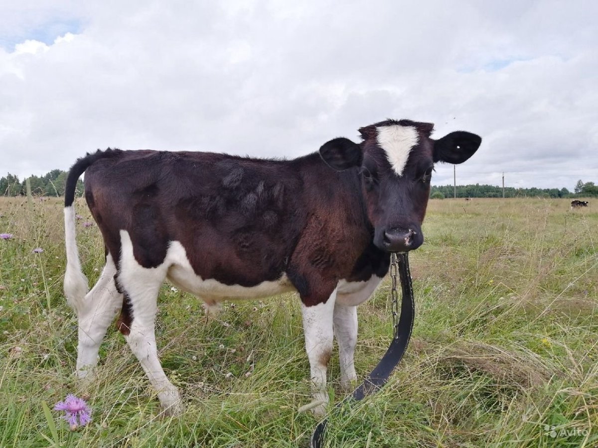 Бык и корова черно-пестрой породы