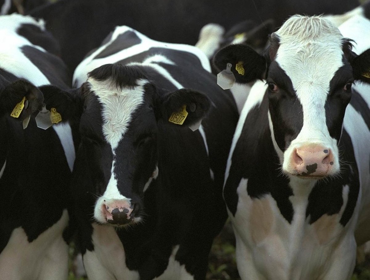 Порода коров голштино